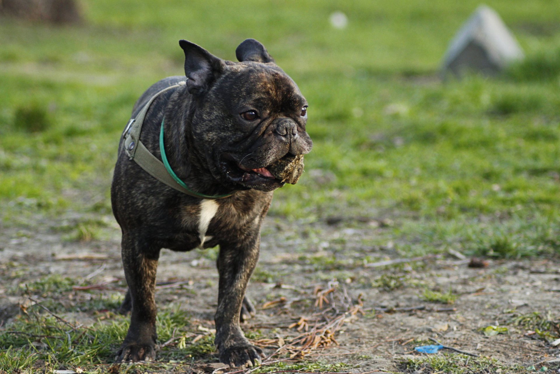 cane francese bulldog erba estate verde smorfia