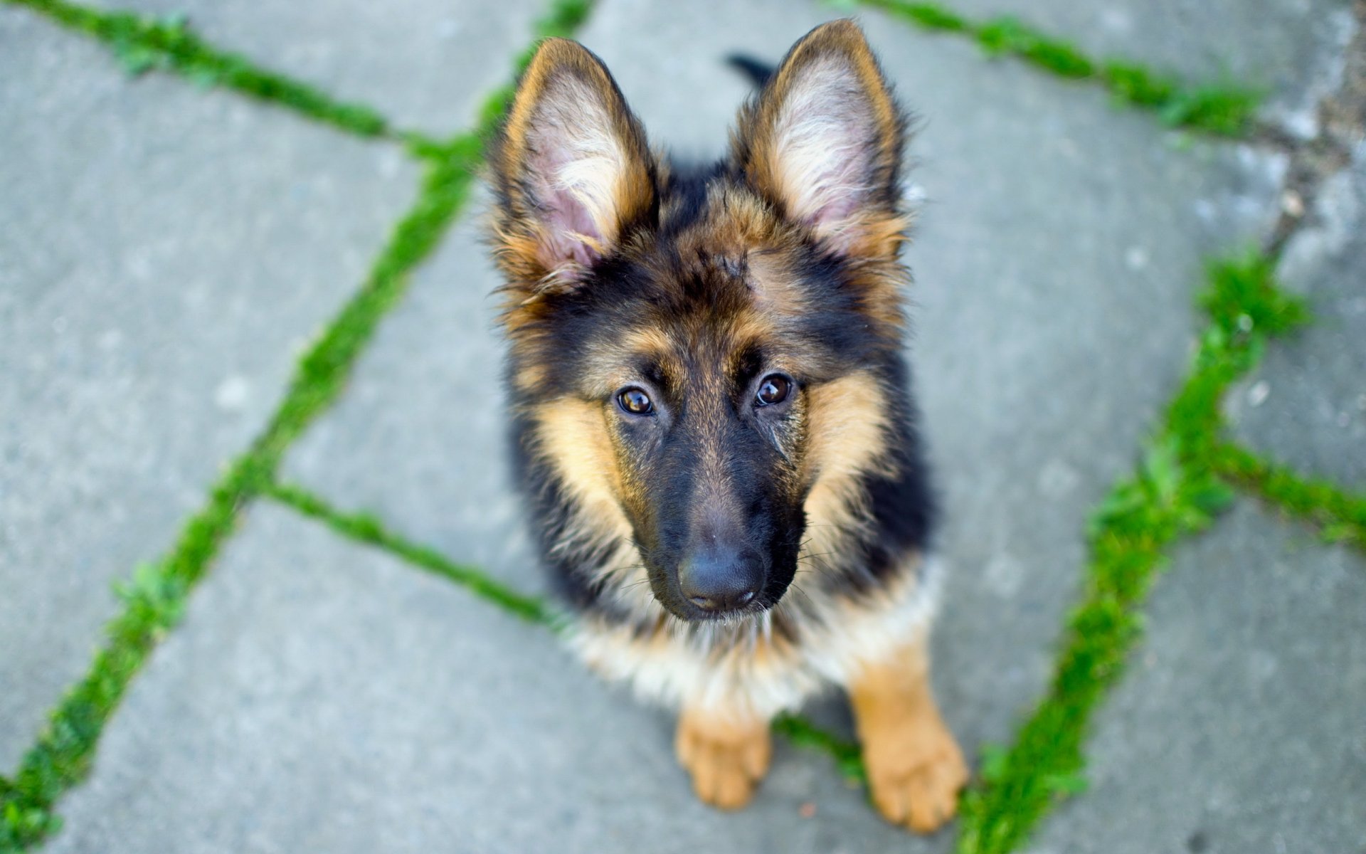 german shepherd dog view