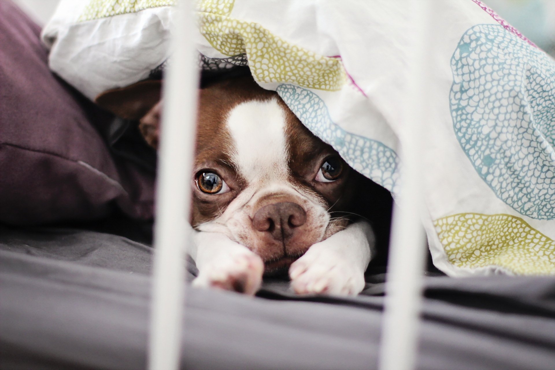 bostonterrier pies szczeniak