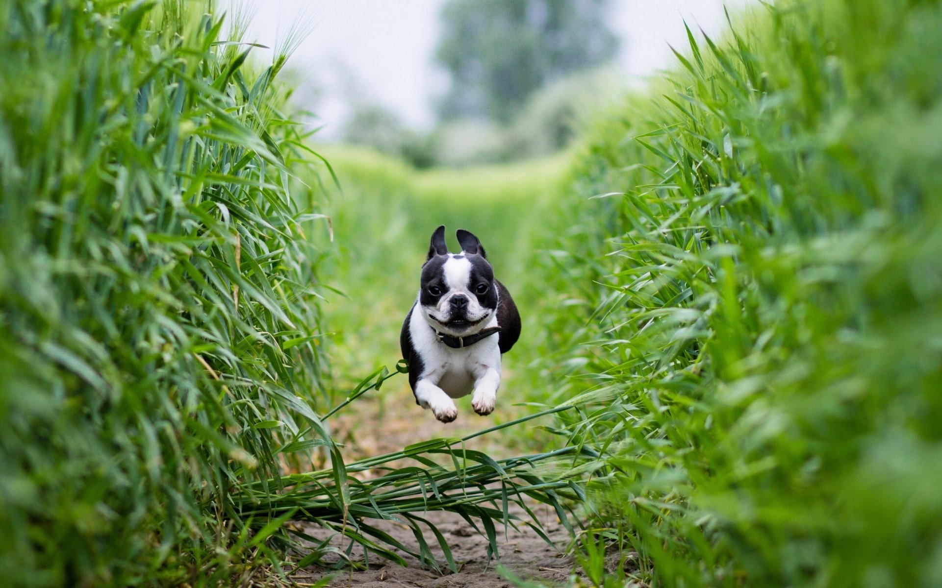 boston terrier bieganie pole ścieżka