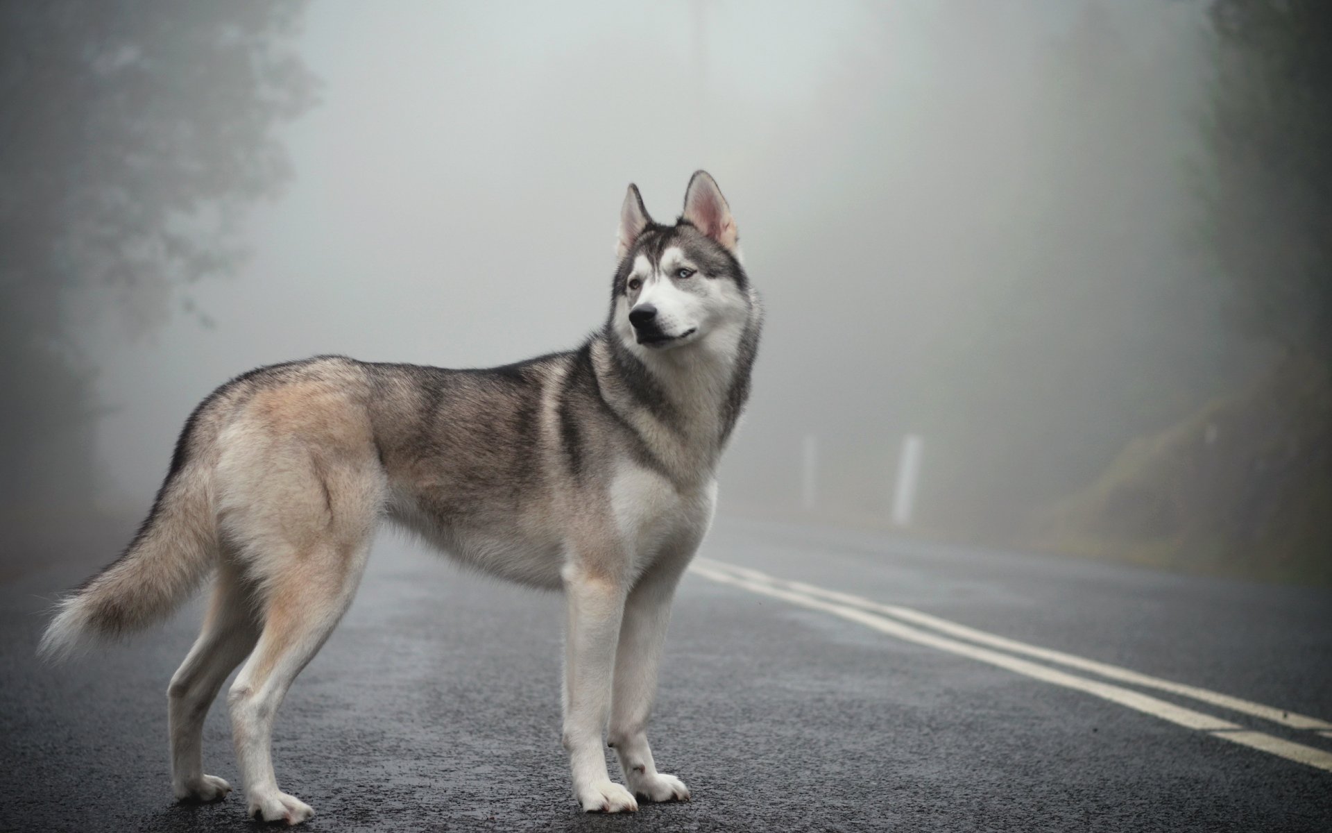 husky siberiano niebla