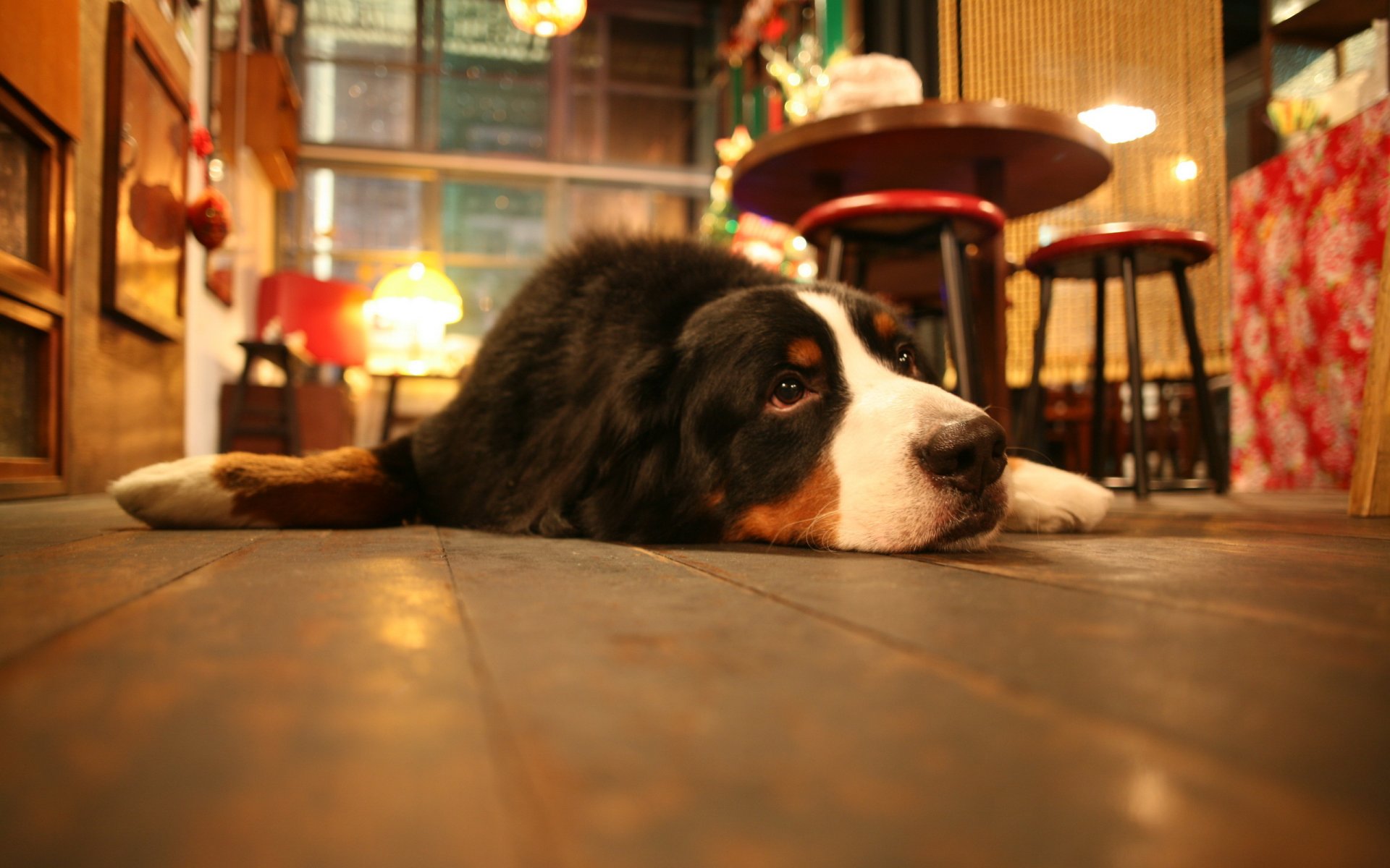 hund haus gemütlichkeit