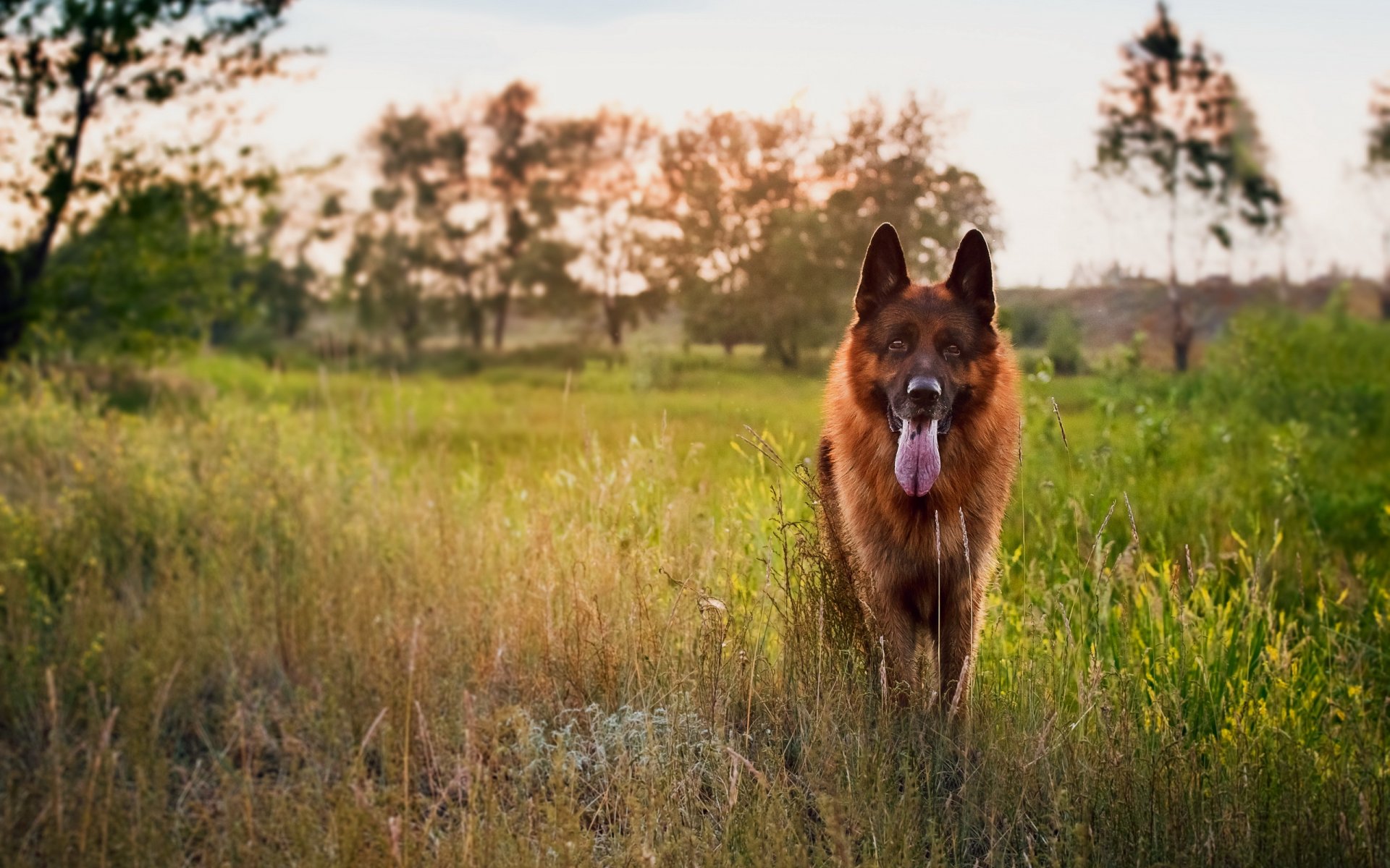 deutscher schäferhund hund freund