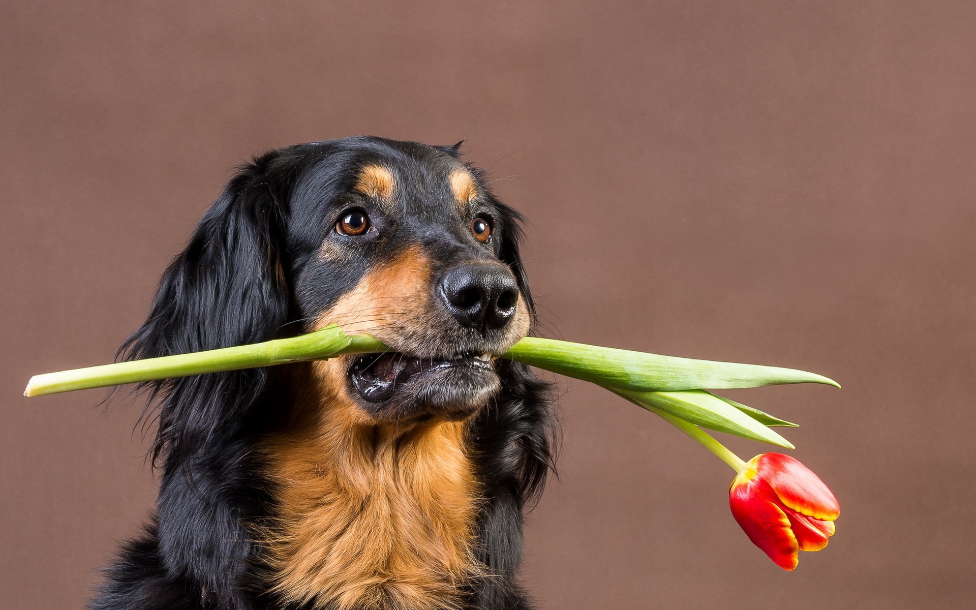 hund tulpe freund