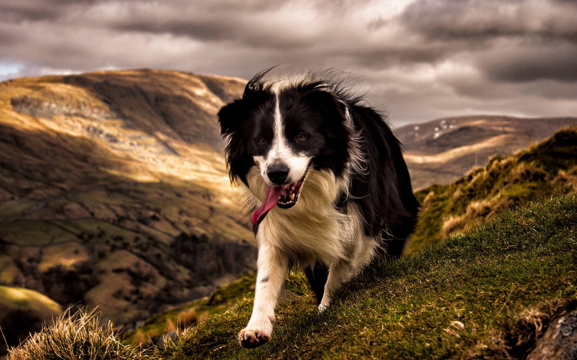 perro amigo montañas