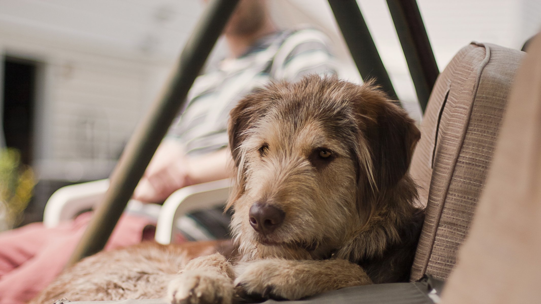 perro amigo casa