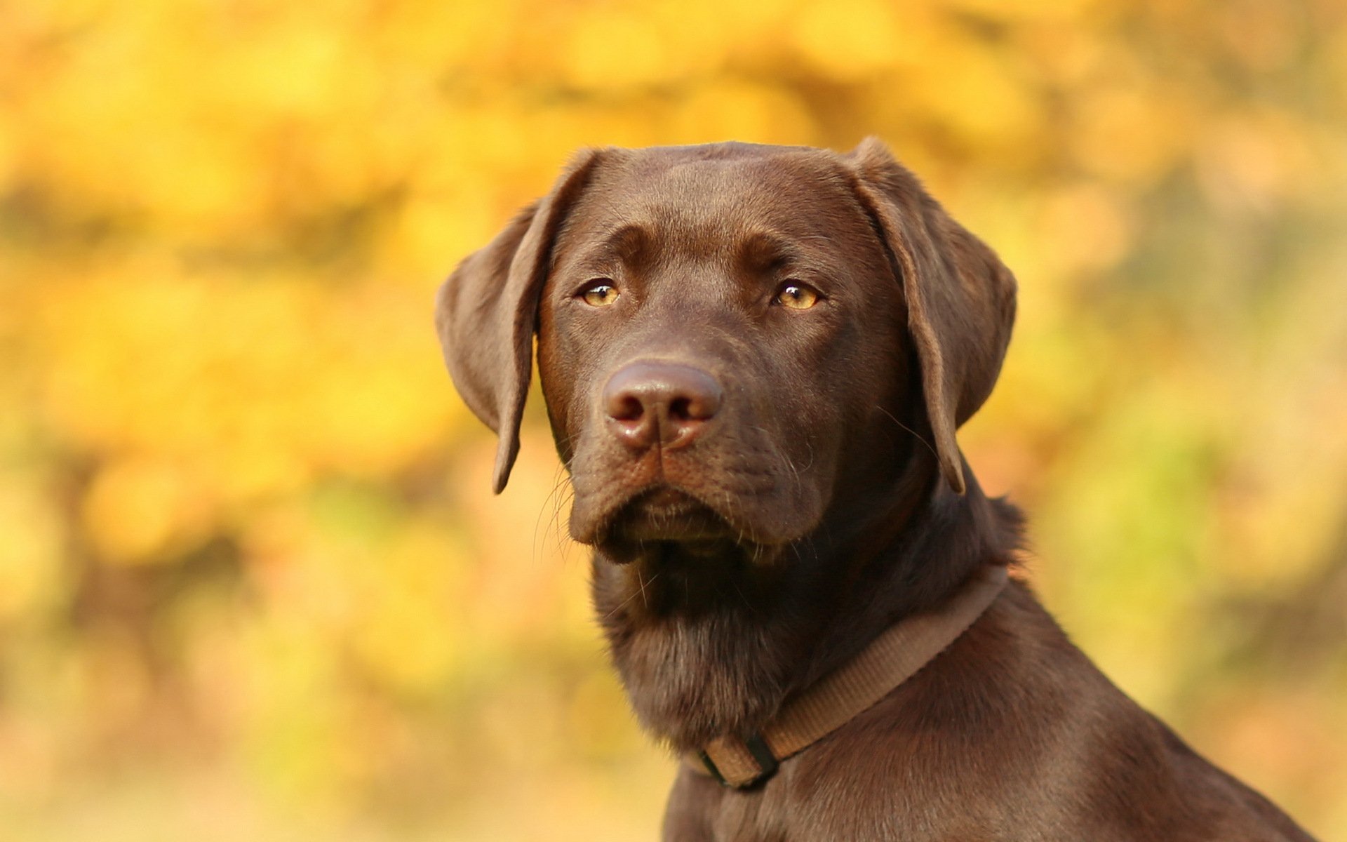 perro mirada amigo