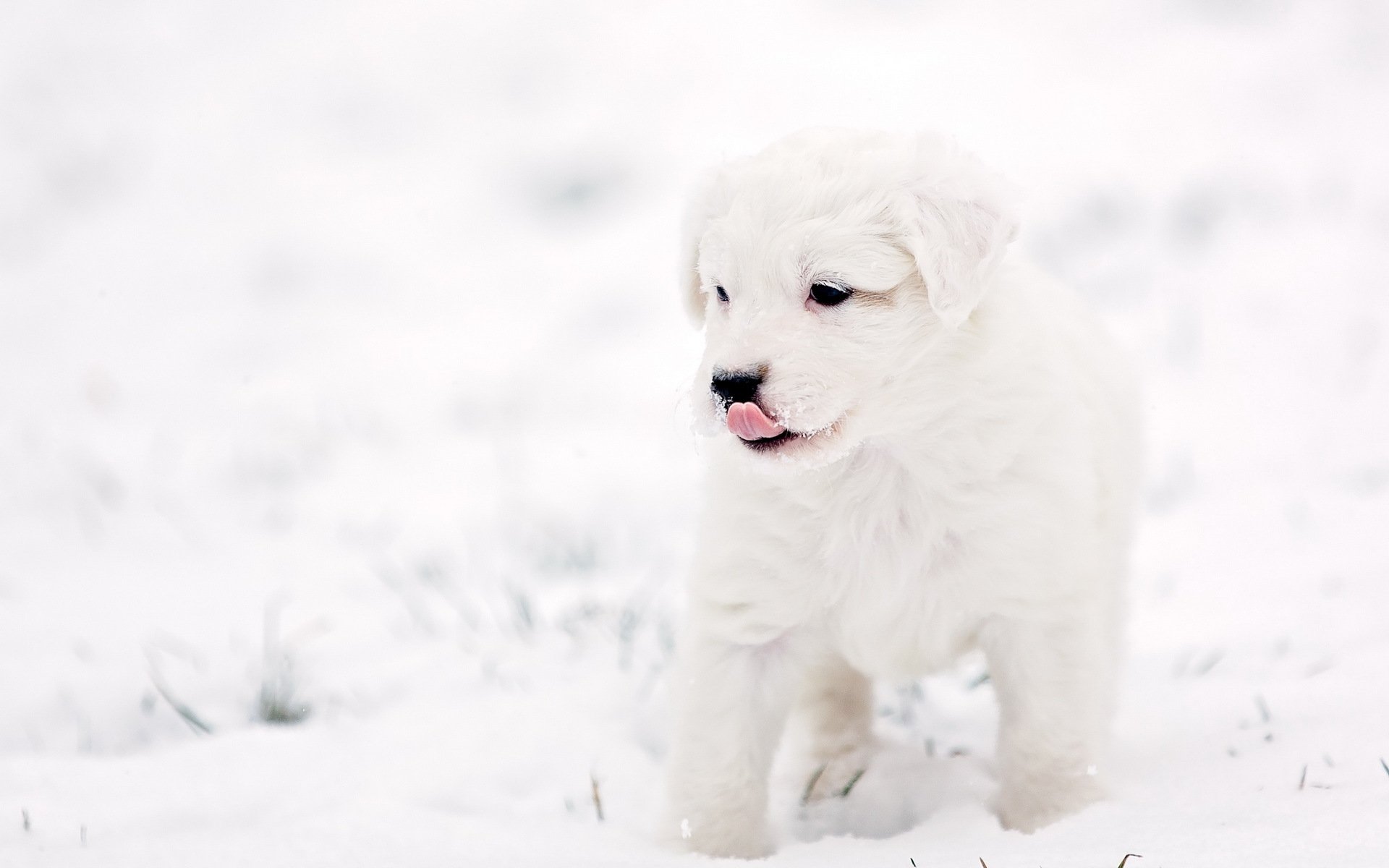 hund welpe hintergrund