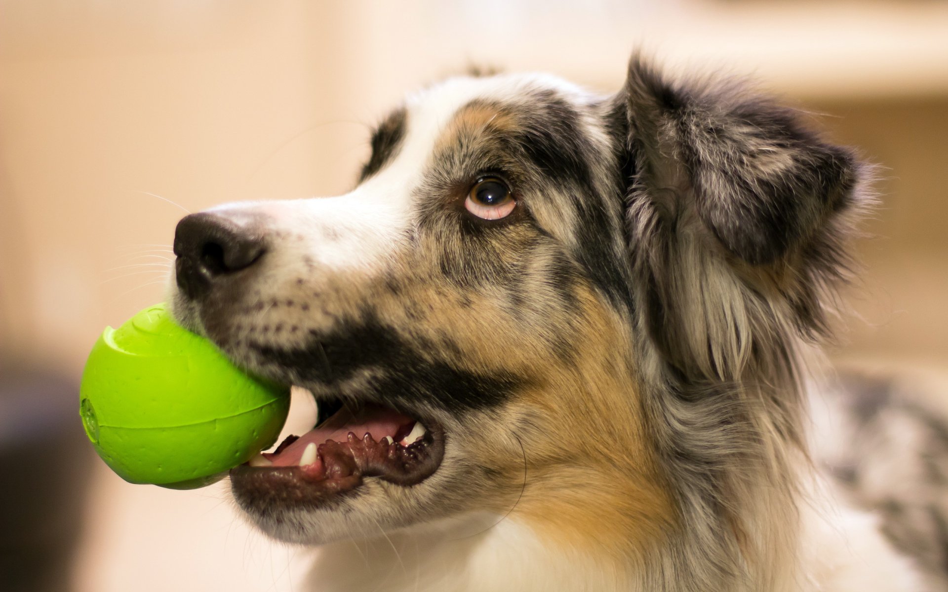 perro mirada bola