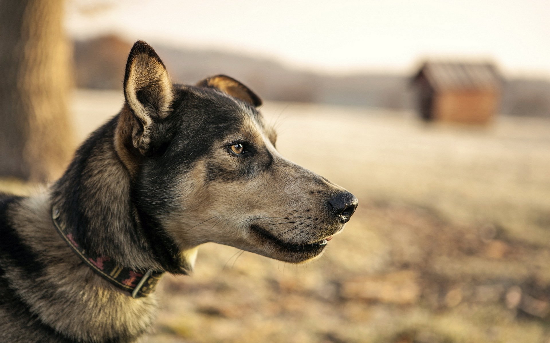 perro mirada fondo