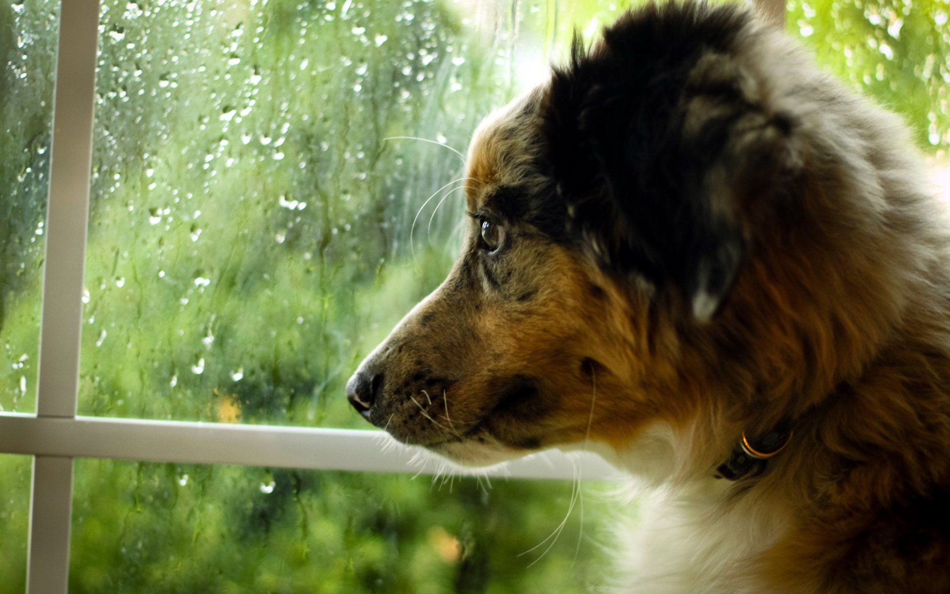 hund freund fenster