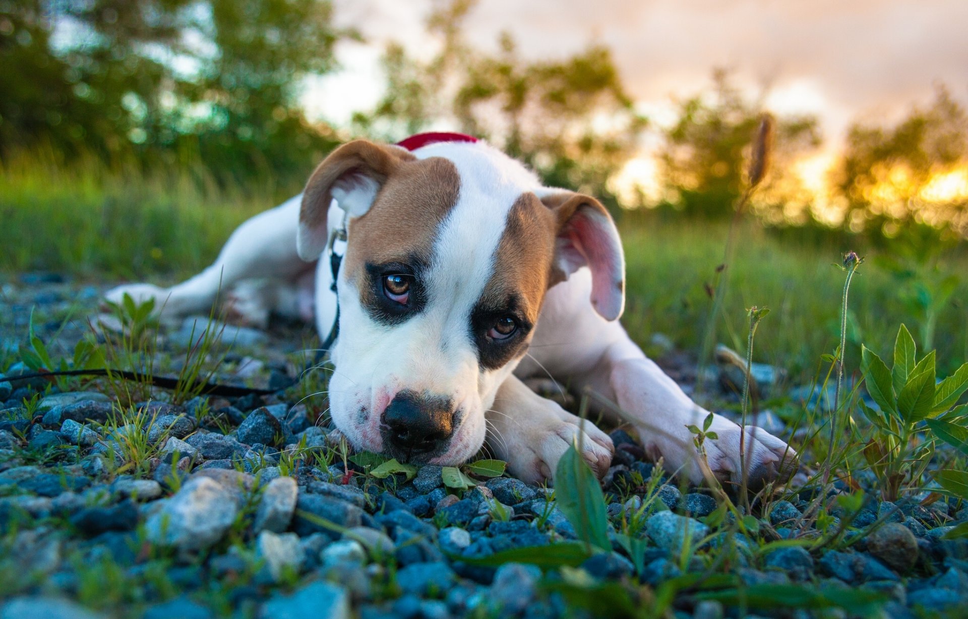 pitbull boxer mix pitbull cucciolo sguardo