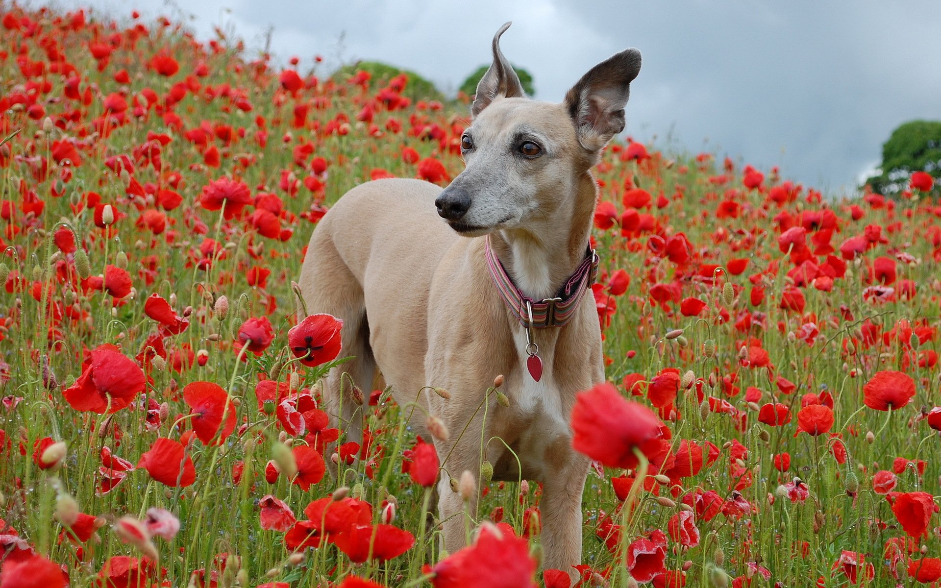 chien champ coquelicots