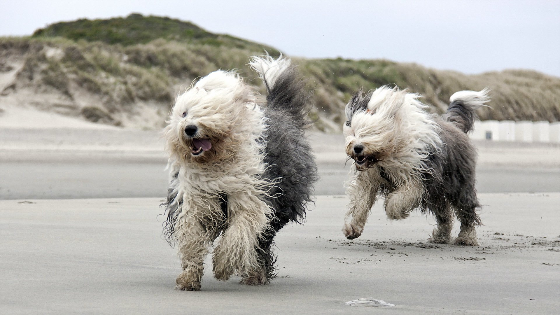 perros correr playa