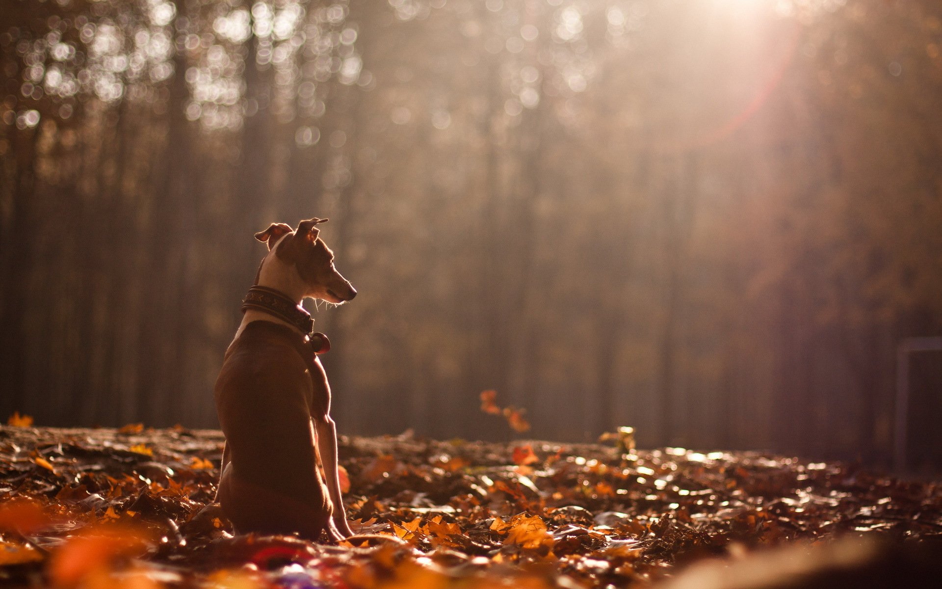 chien automne nature