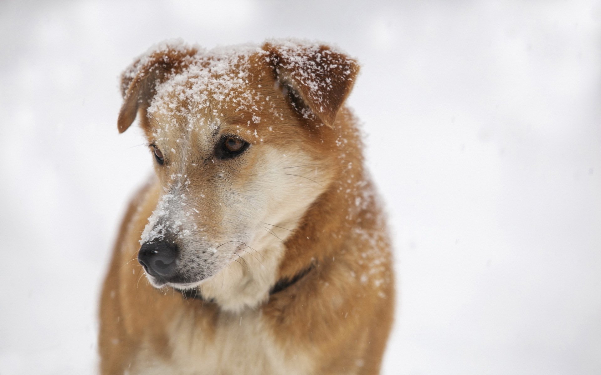 chien ami neige