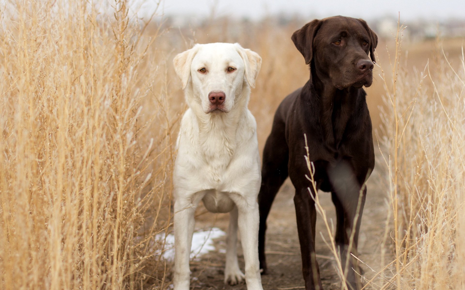 perros campo fondo