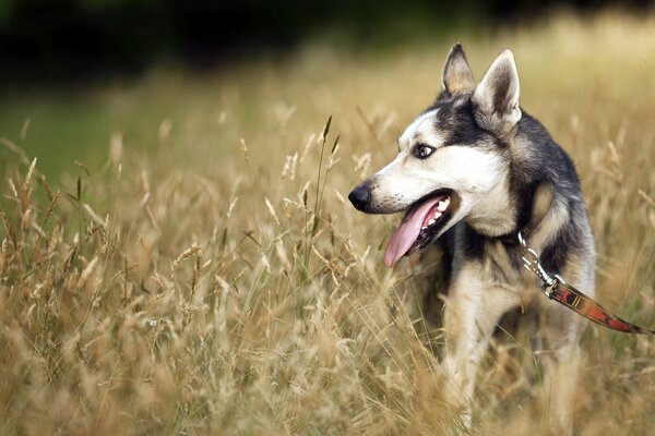 Chien dans un champ en laisse