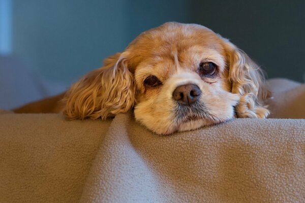 Sguardo stanco del cagnolino. Triste cagnolino