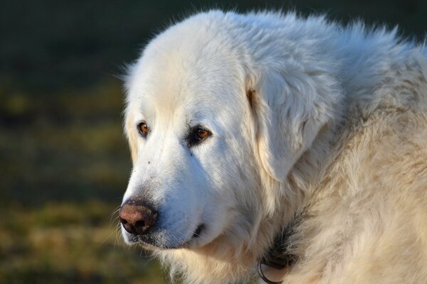 Man s friend the dog looks into the distance