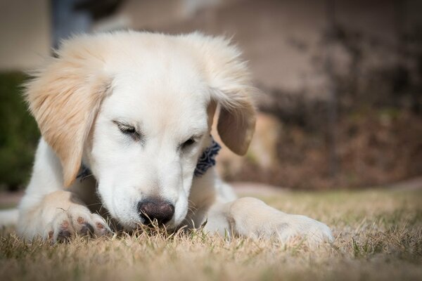 Piccolo cane crogiolarsi al sole