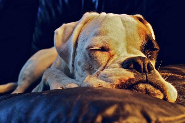 Un perro grande duerme en una colcha