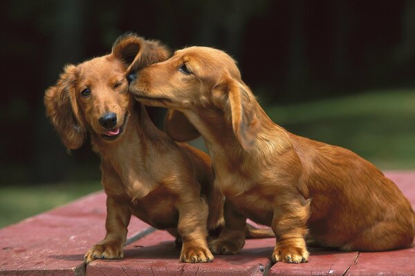 Hunde der Dackelrasse streicheln sich