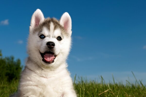 Husky puppy with open mouth on the grass