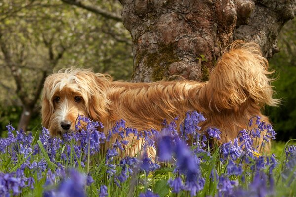 Red dog in nature in flowers