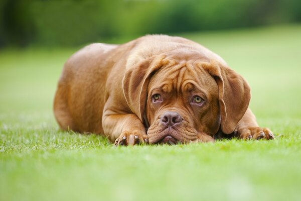 The Great Dane of Bordeaux is sad on the grass