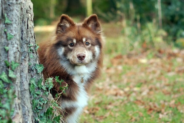 Il cane guarda da dietro l albero