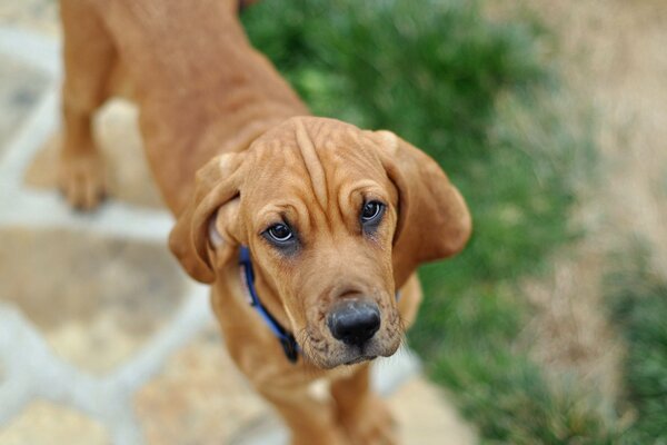 The trustful look of a faithful dog on a walk