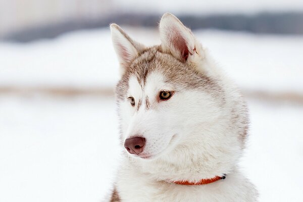 Husky stoi wśród śniegu