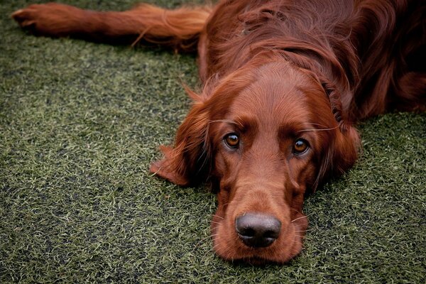 The dog looks with kind eyes after a run