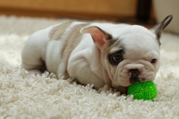 A puppy with a green ball in his teeth