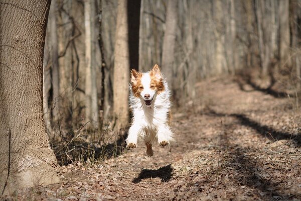 Divertida foto de un perro saltando