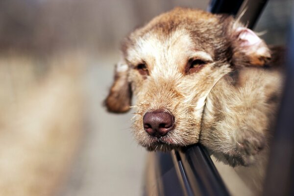 The happy dog stuck his head out of the window