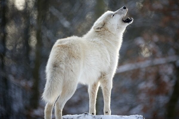 The mysterious howl of a white wolf