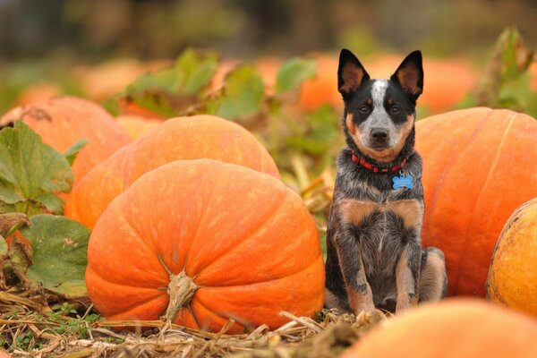 Le chien dans le pré-Halloween