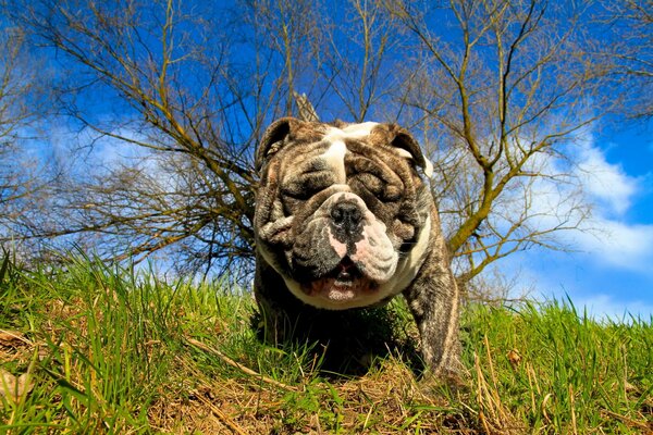 Bulldogge in der Natur. Heißer Sommer