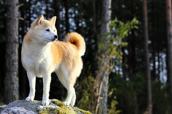 Der Blick eines Hundes ist der Blick des besten Freundes eines Menschen