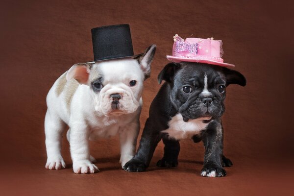 White and black puppies in hats