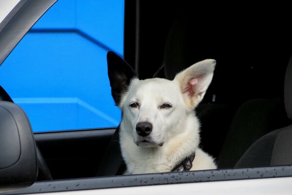 El coche del mejor amigo del perro