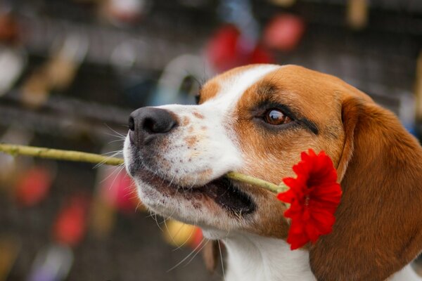 Le chien a fidèlement apporté une fleur dans ses dents