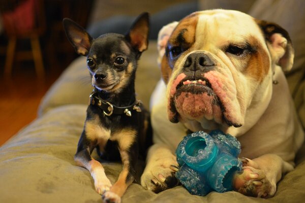 Chihuahua et Bulldog amis