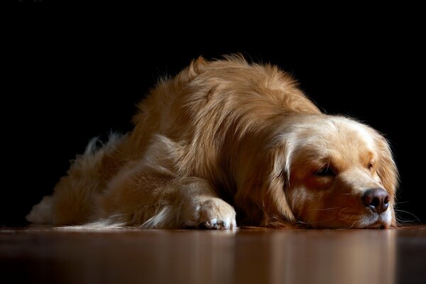 Golden Retriever liegt auf dem Boden