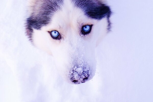 Oczy Husky na tle śniegu stają się znacznie piękniejsze