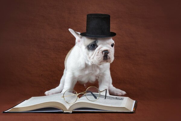 A dog in a hat near a book with glasses