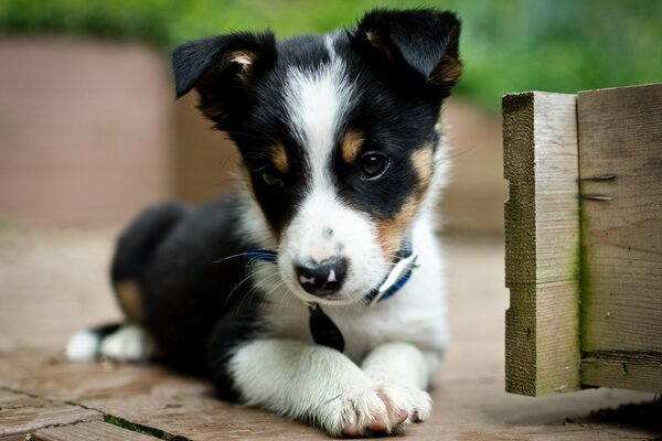 Cucciolo in bianco e nero con uno sguardo gentile