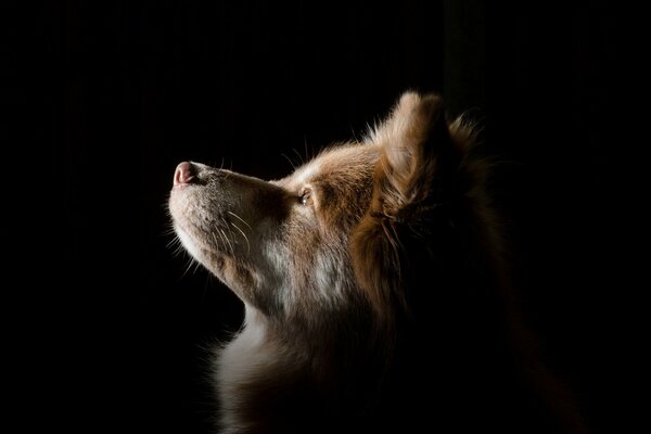 Brauner Hund schaut in die Ferne